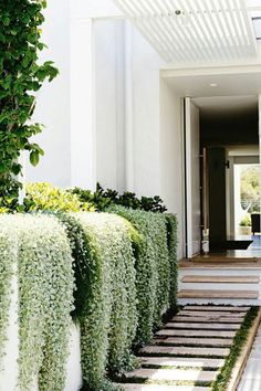 spilling plants