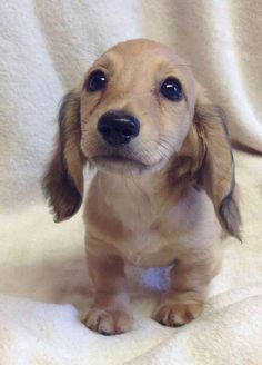Puppy.