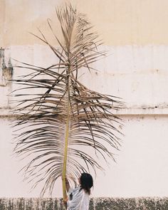 palm leaf | desert c