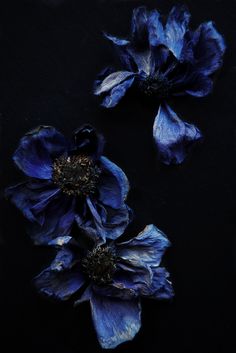 Whitney Ott Photogra