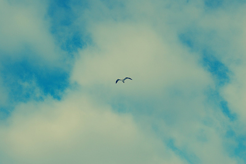 seagull