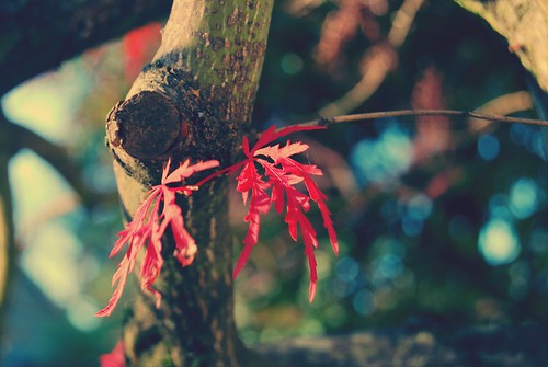 frilly leaves.