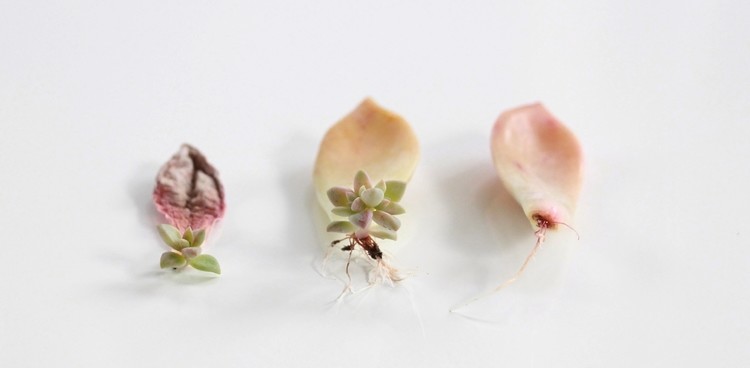 how-to-propagate-succulents-from-leaves-and-cuttings-needlesandleaves_net