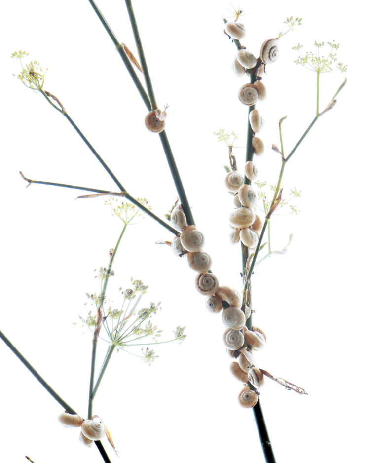 fennel-and-snails-mjh