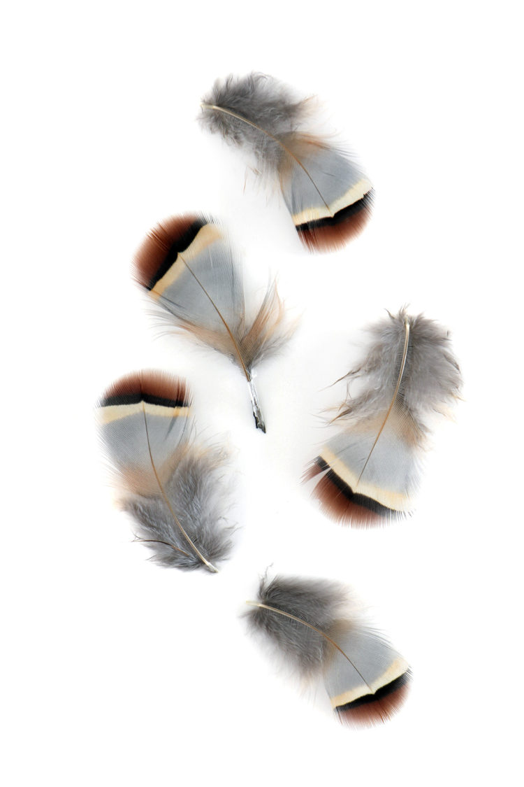 perdrix-rouge-feathers