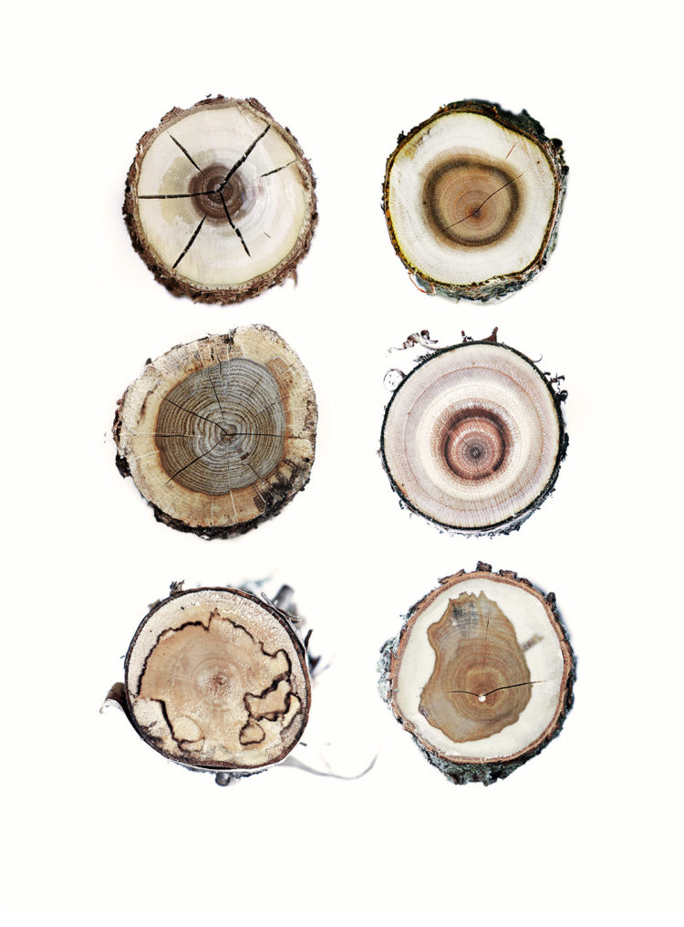 wood-cuttings-2